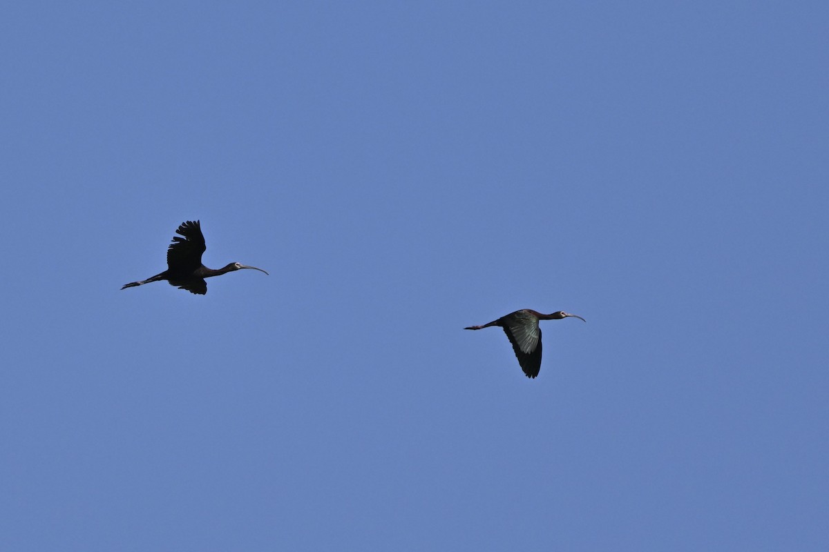 White-faced Ibis - ML637794970