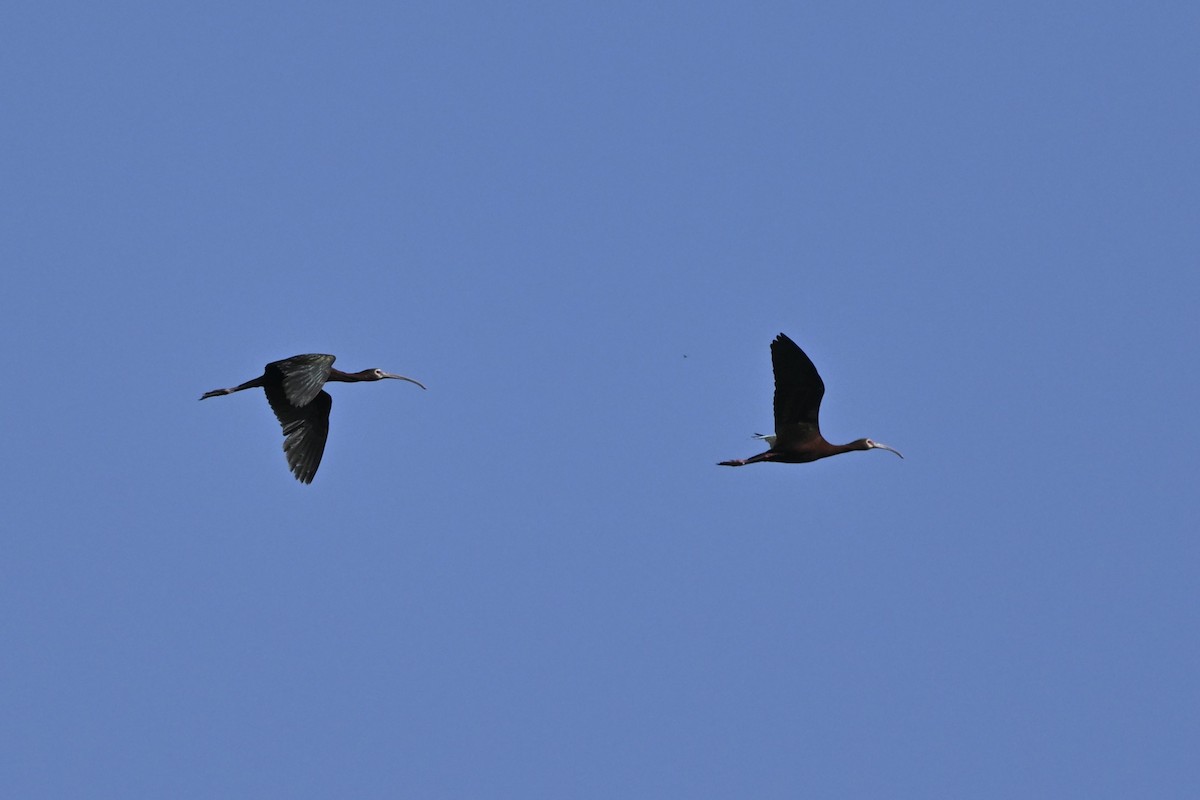 White-faced Ibis - ML637794971