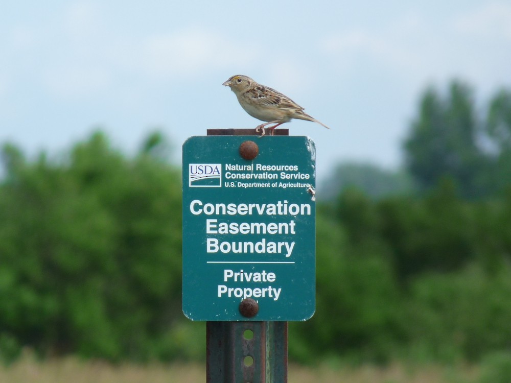 Grasshopper Sparrow - ML637794979