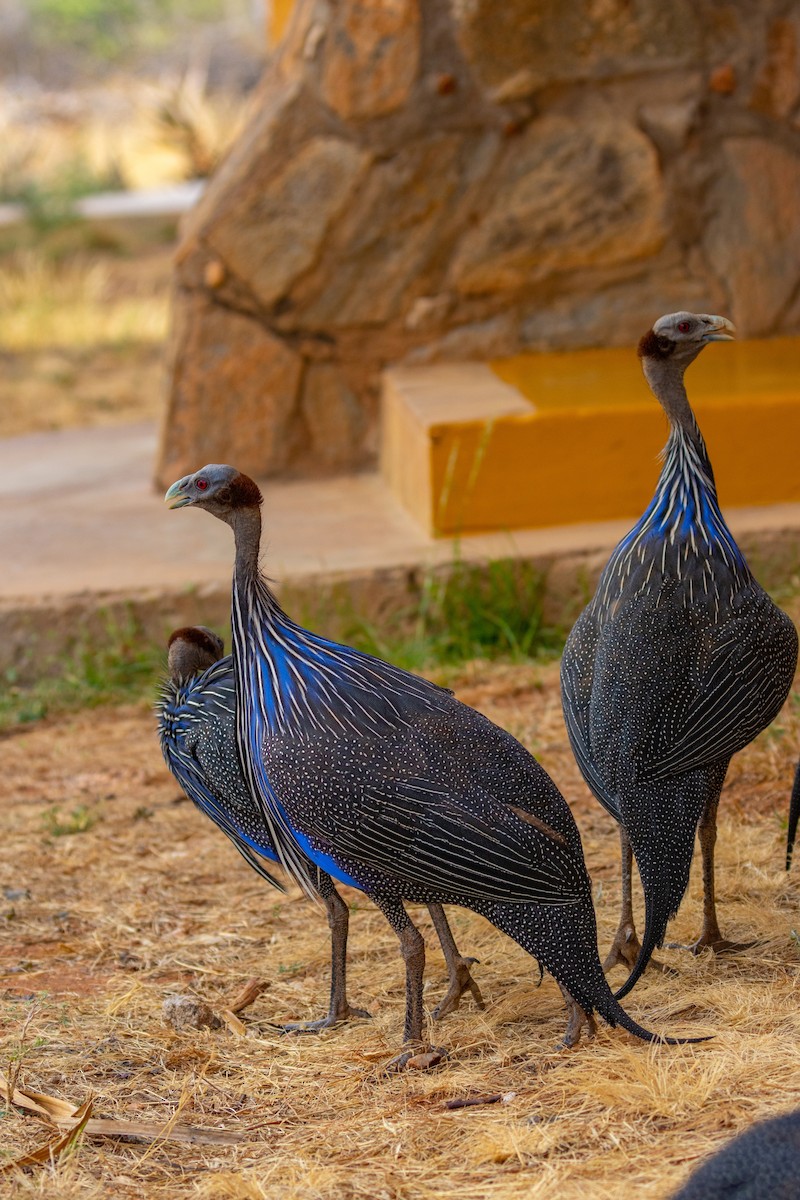 Vulturine Guineafowl - ML637795009