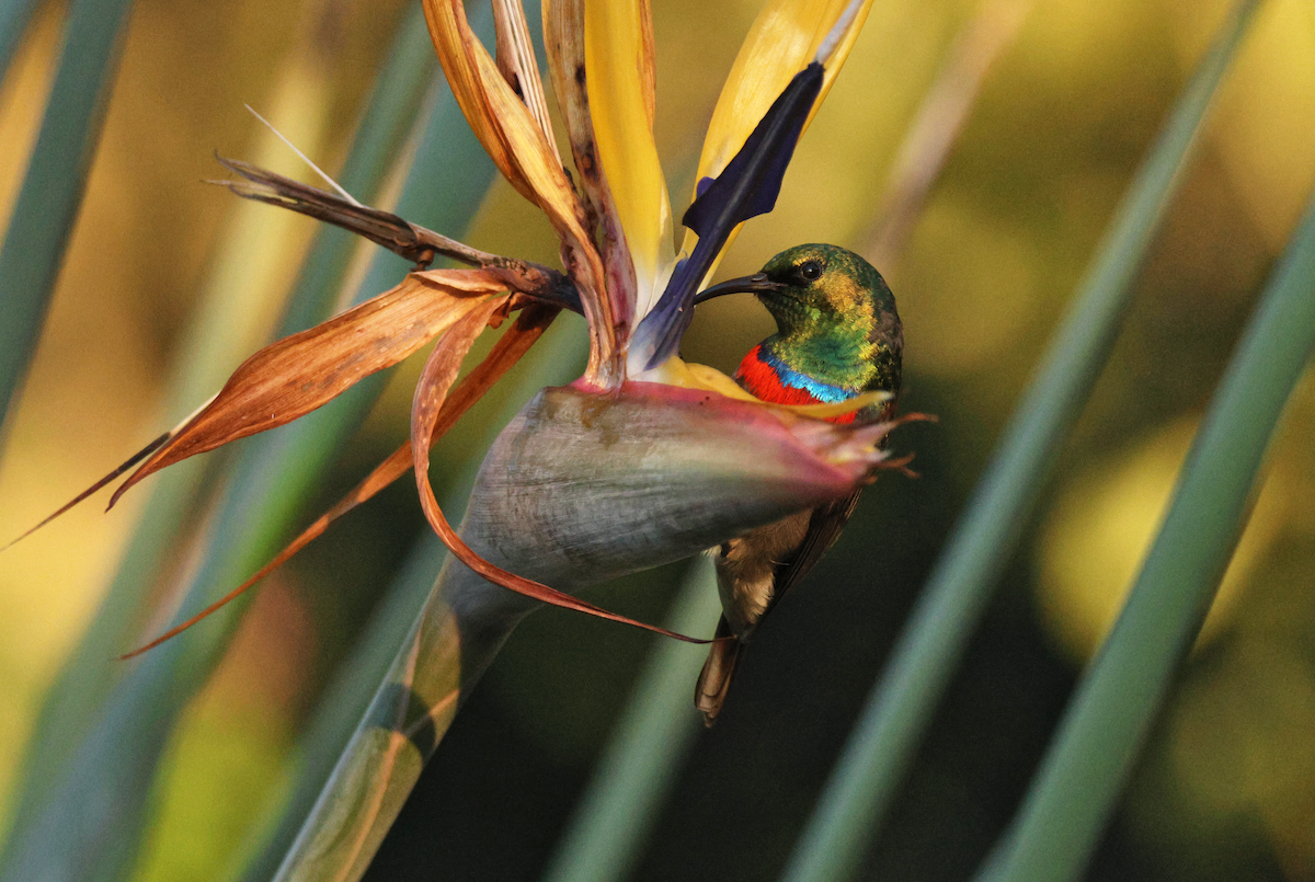 Southern Double-collared Sunbird - ML637795012