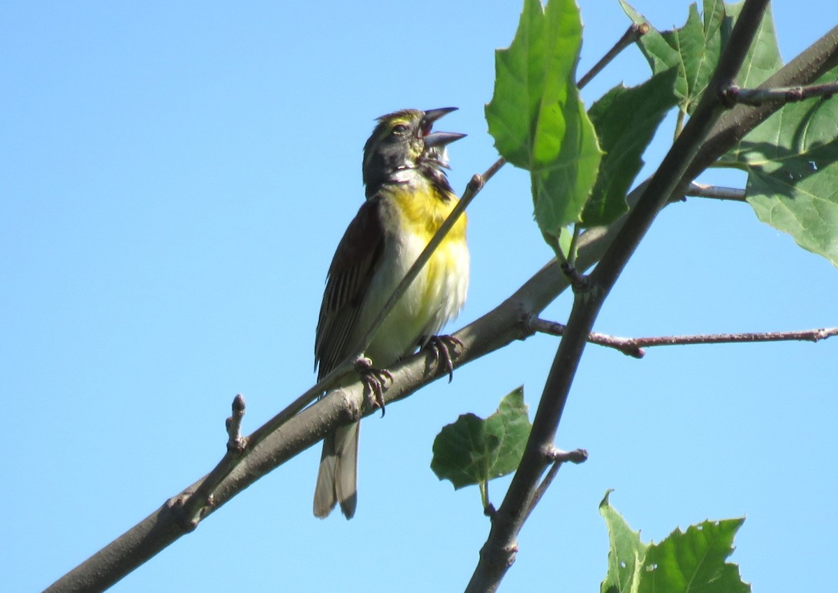 Dickcissel - ML637795016