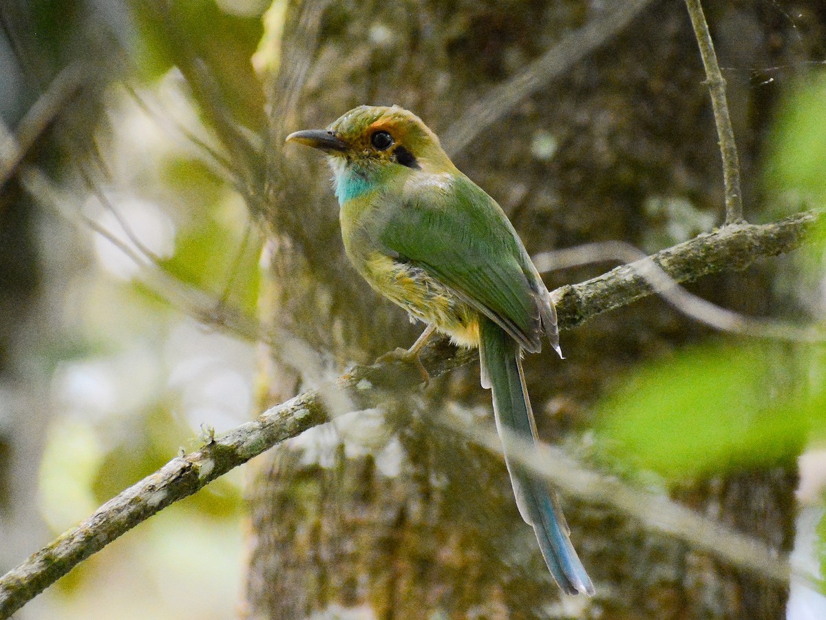 Blue-throated Motmot - ML637795019