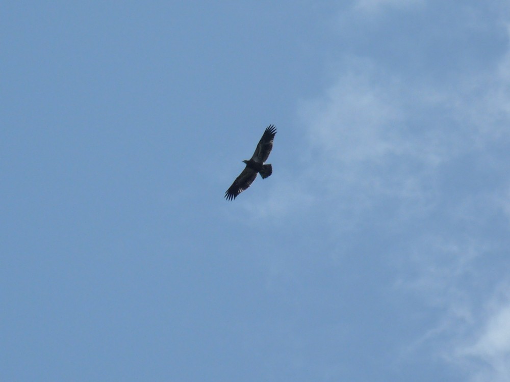 Bald Eagle - ML637795025