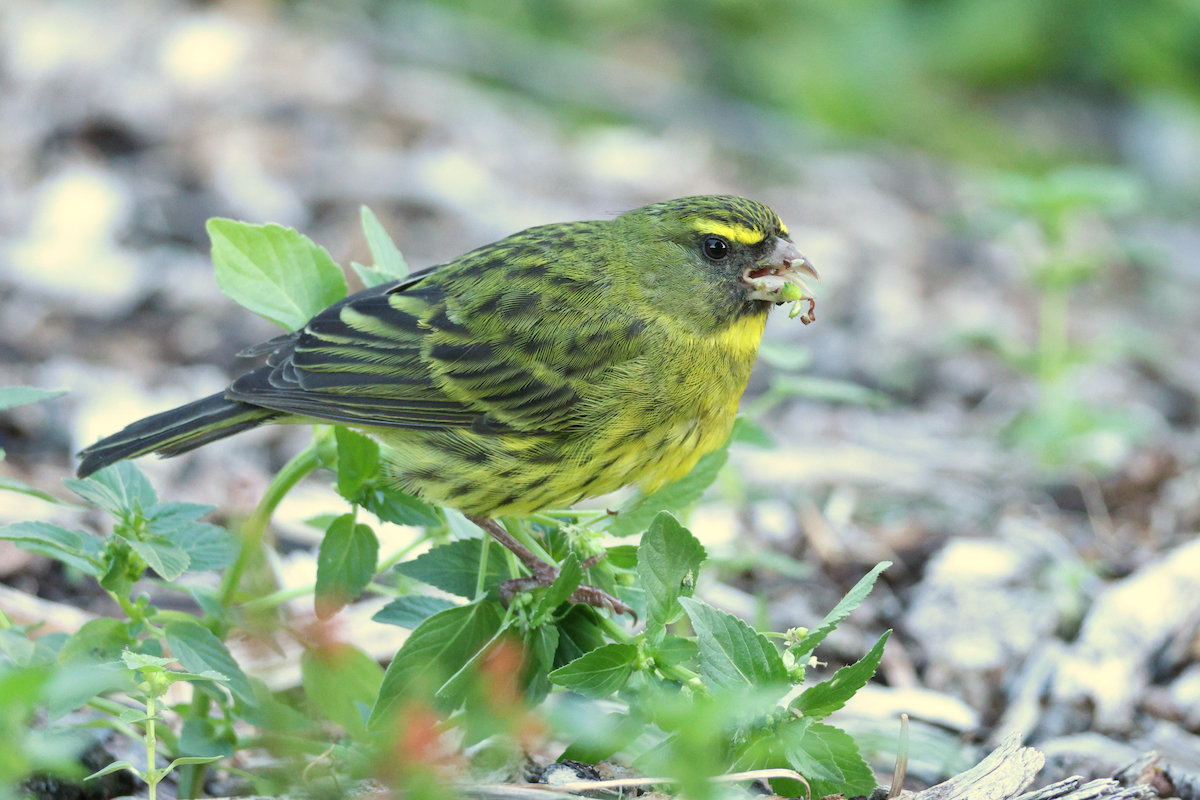 Forest Canary - ML637795029