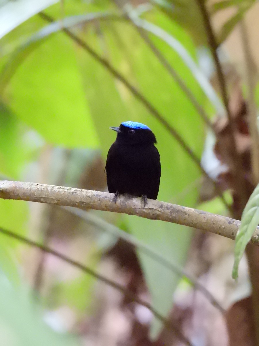 Velvety Manakin - ML637795059