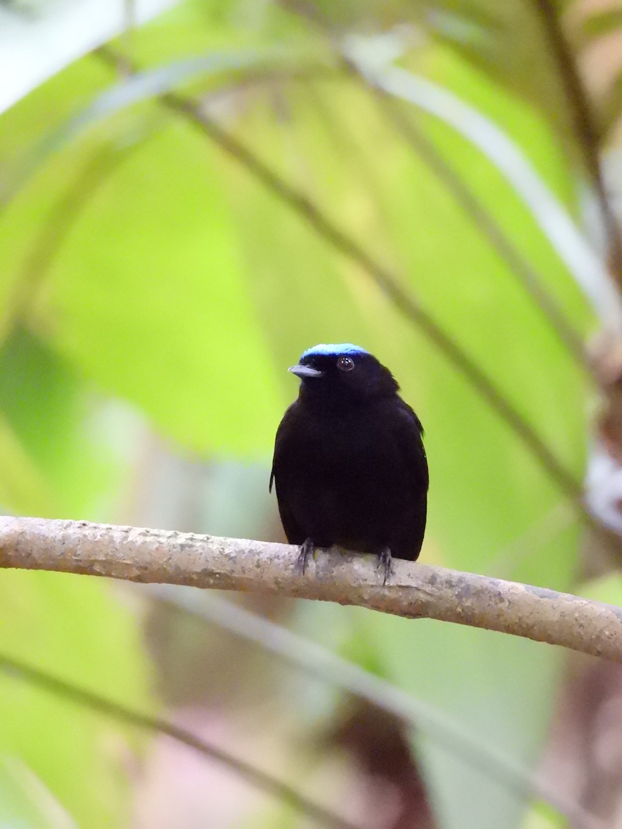 Velvety Manakin - ML637795060