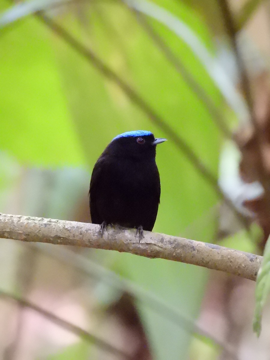 Velvety Manakin - ML637795062