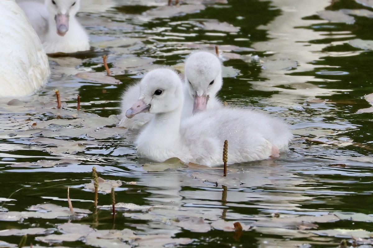 Trumpeter Swan - ML637795104