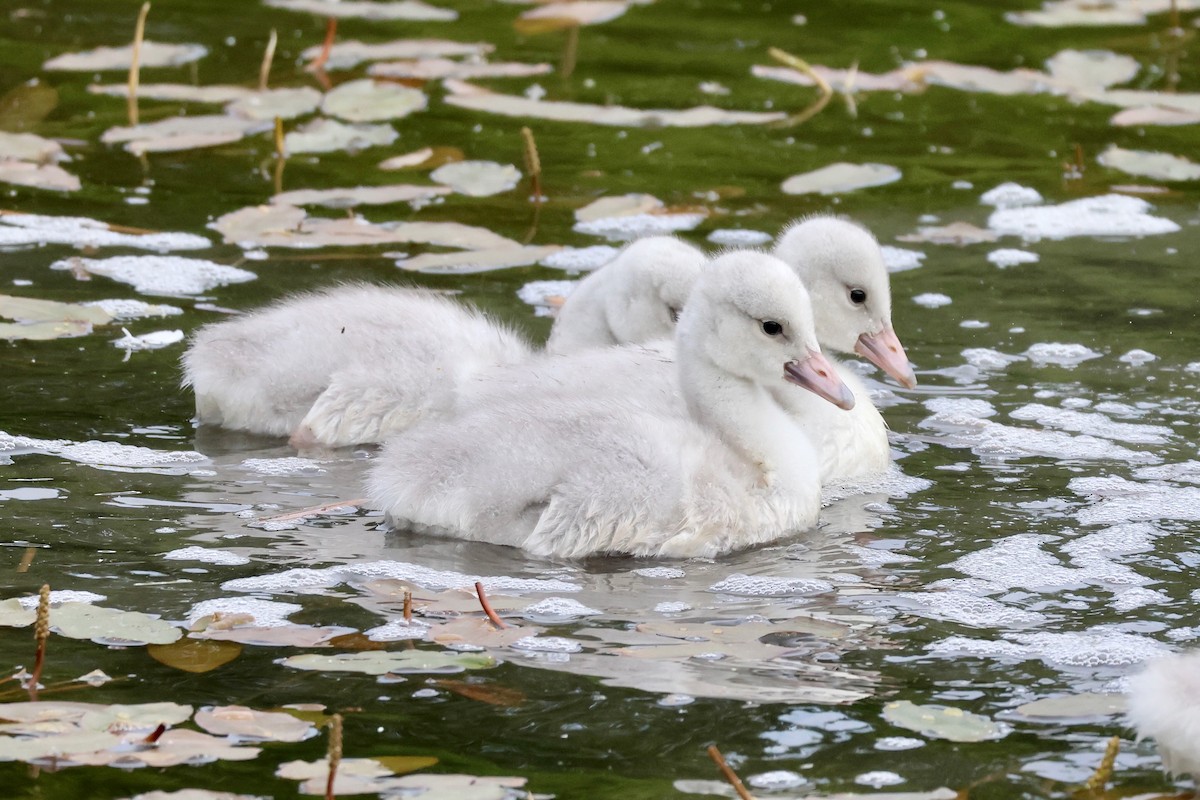 Trumpeter Swan - ML637795105