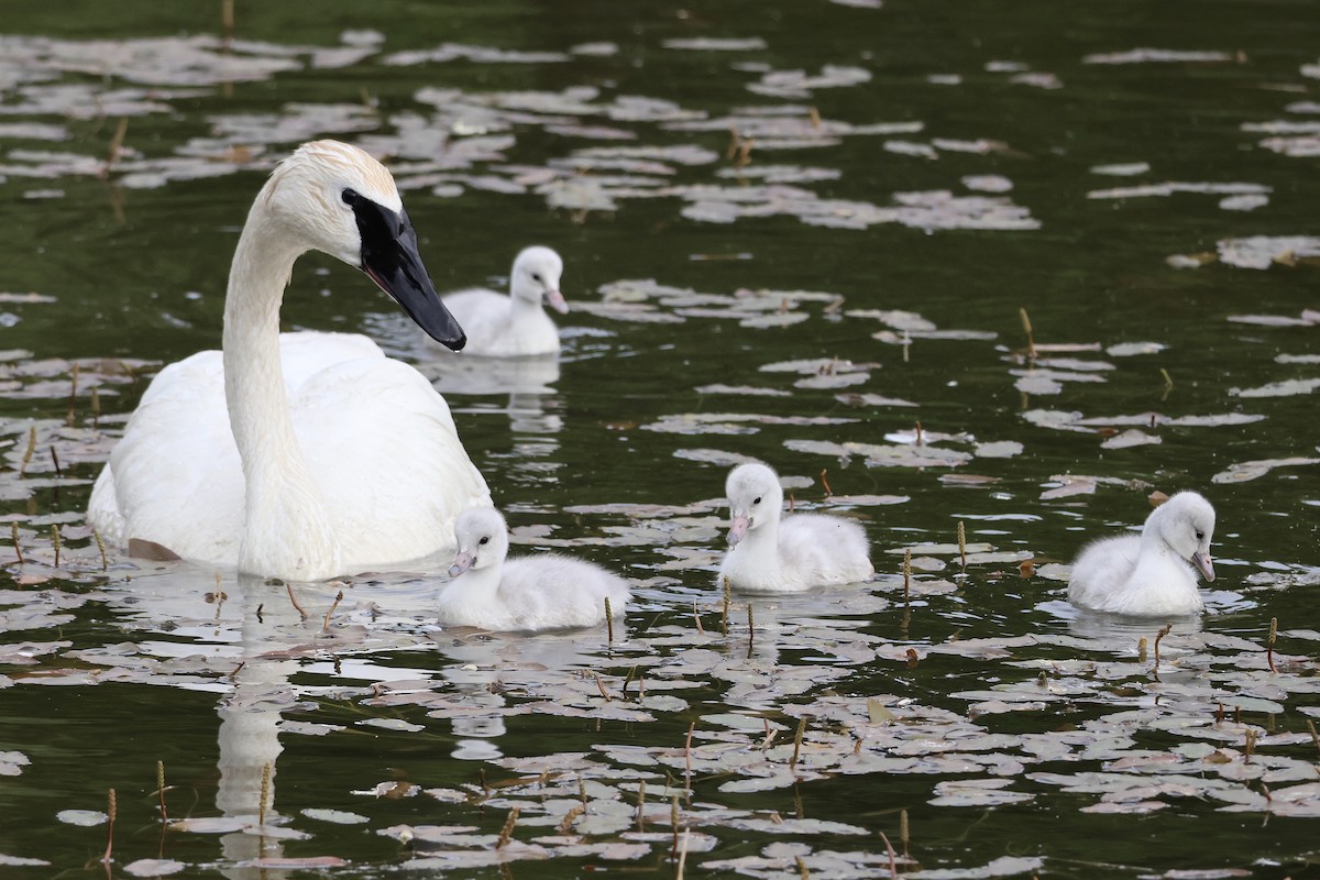 Trumpeter Swan - ML637795106