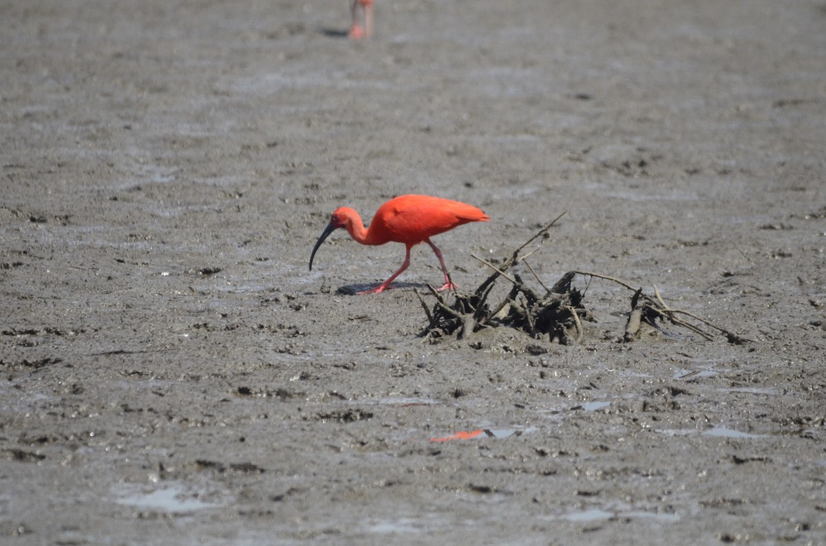 ibis rudý - ML637795164