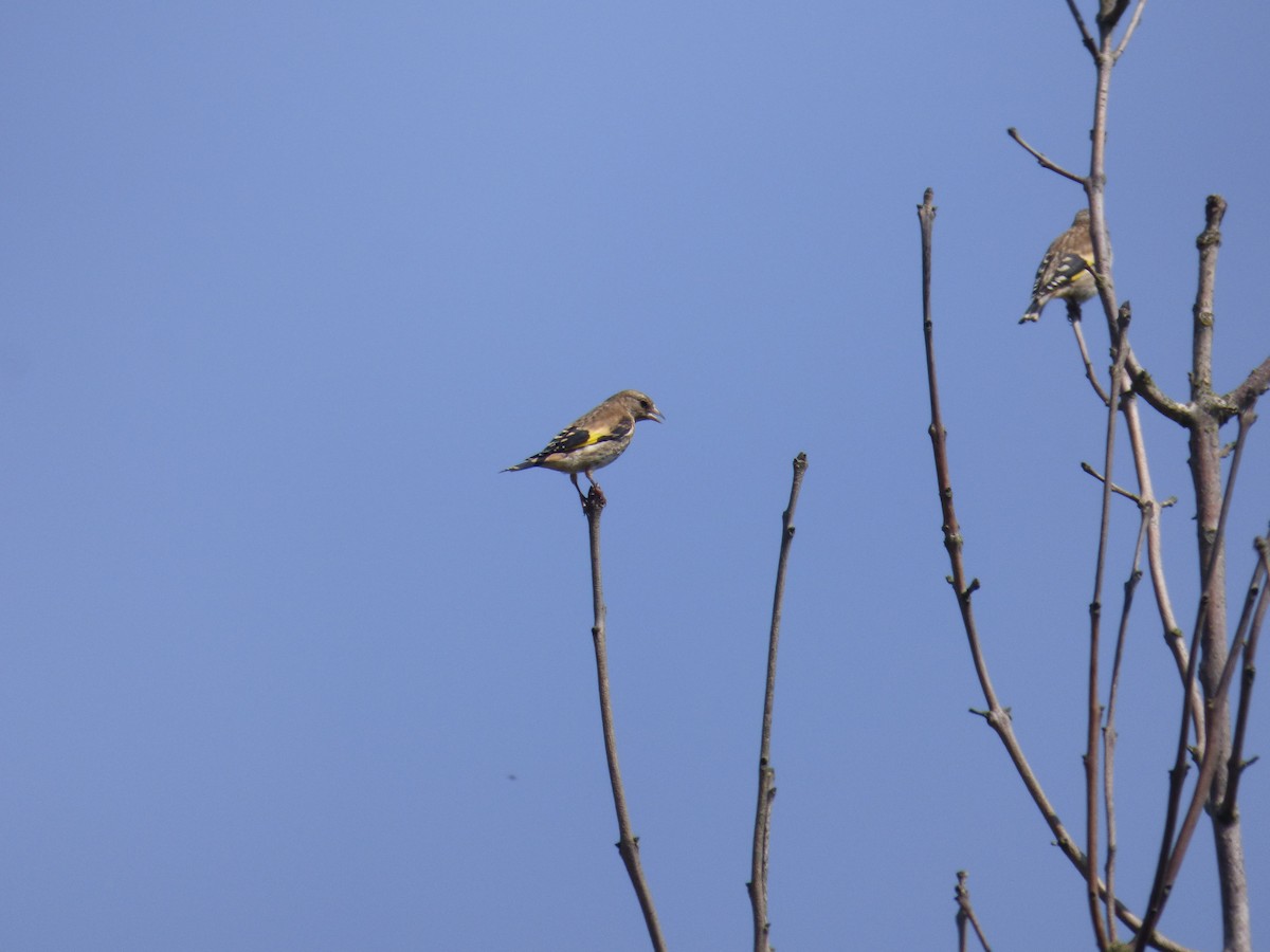European Goldfinch - ML637795180