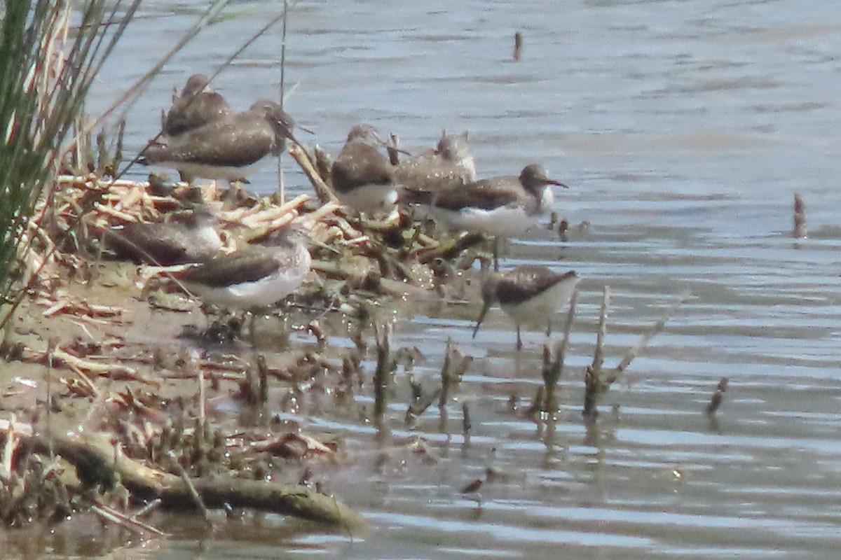 Green Sandpiper - ML637795199