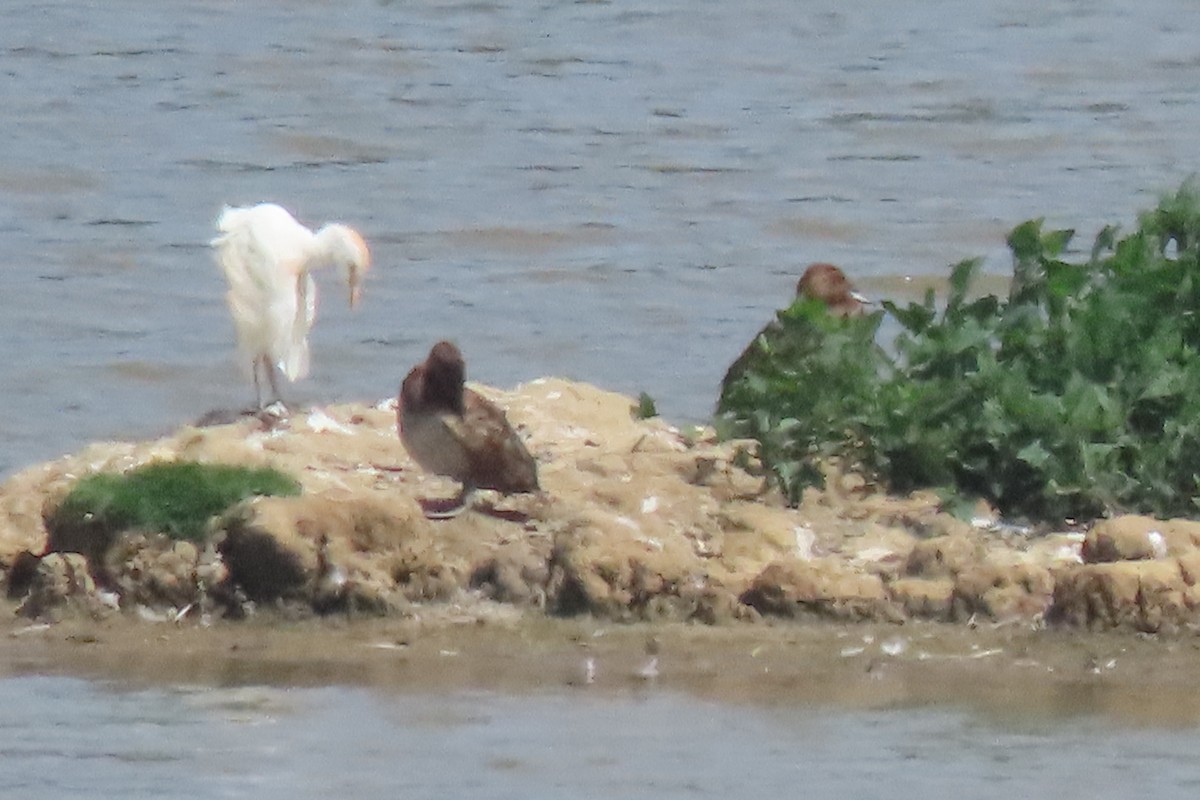 Western Cattle-Egret - ML637795240