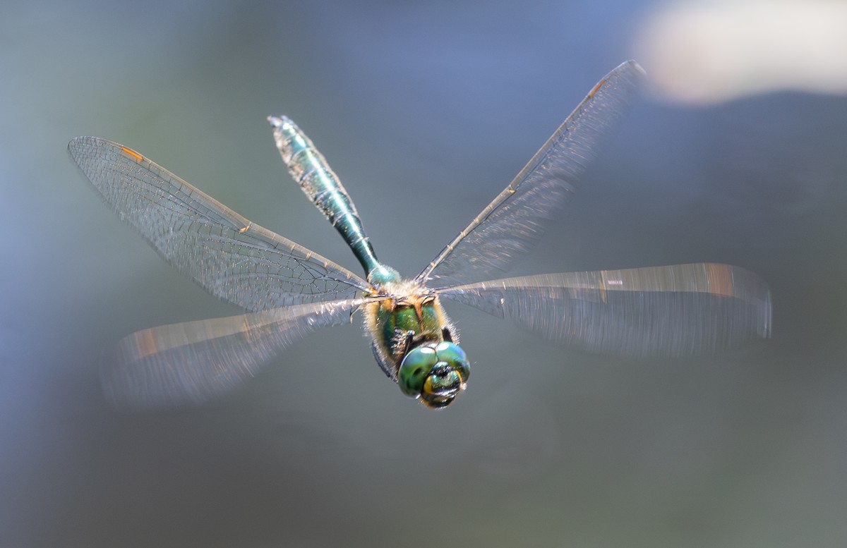 Insects - ML637795272