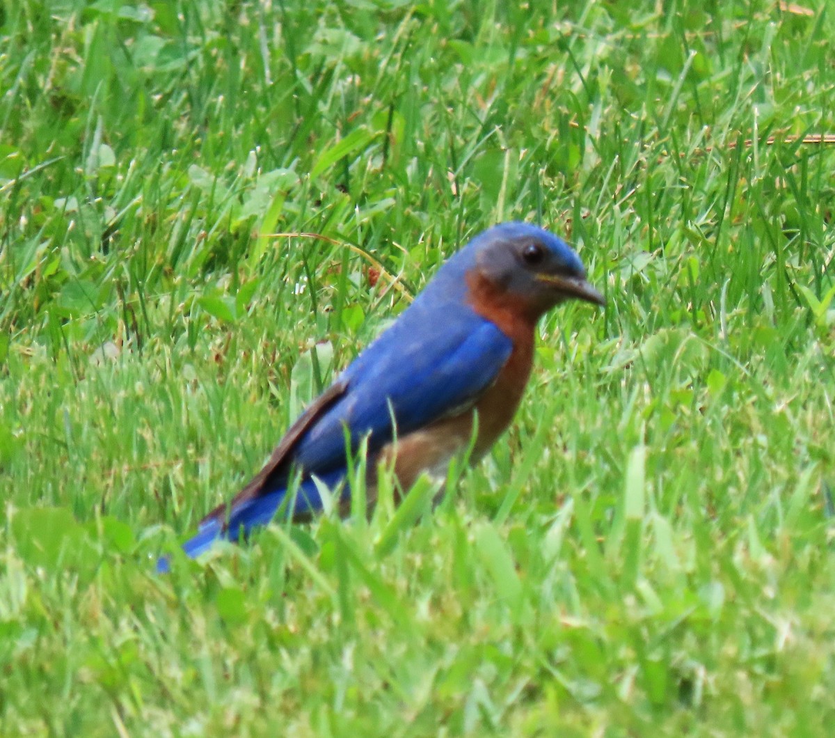 ルリツグミ - ML637795277