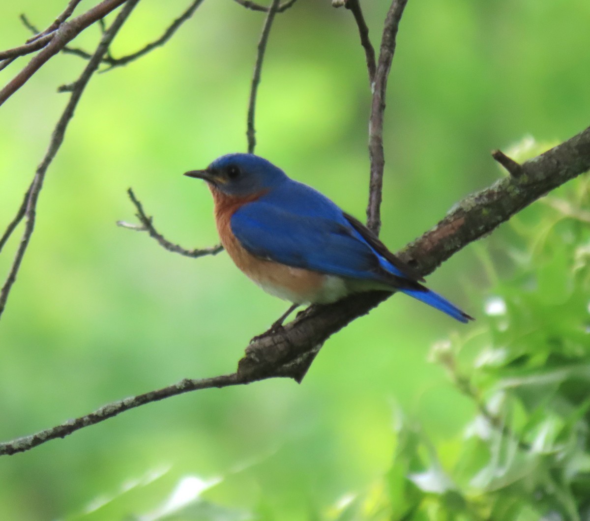 ルリツグミ - ML637795284