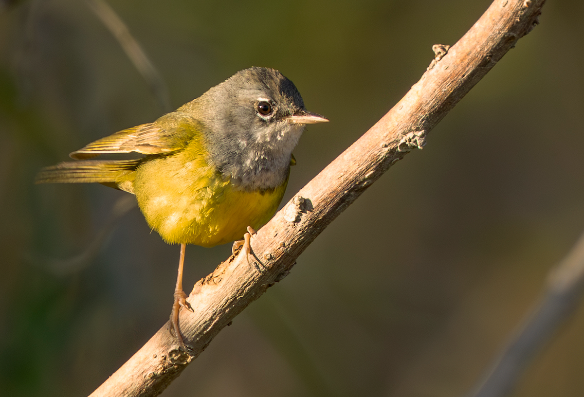 Dickichtwaldsänger - ML637795309