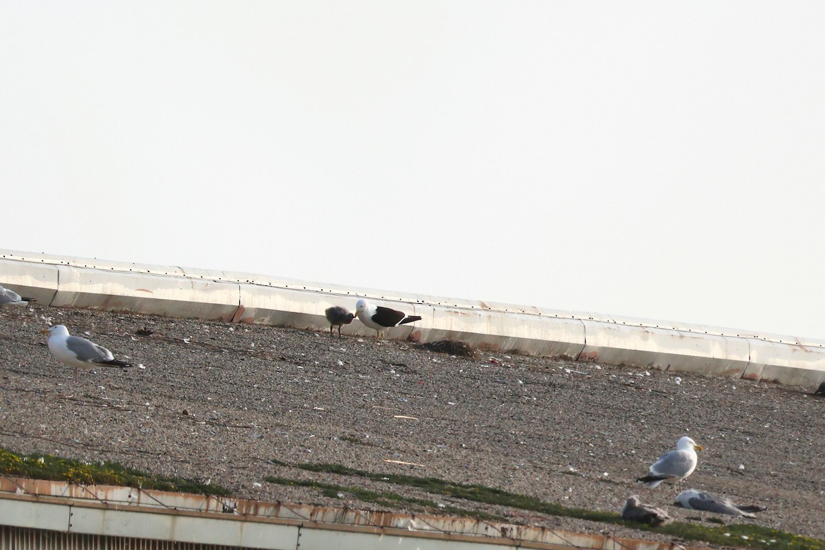 Kelp x American Herring Gull (hybrid) - ML637795339