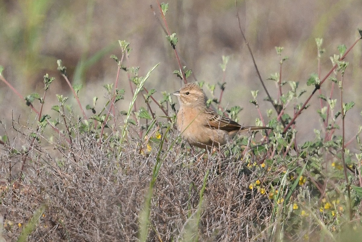 Lark-like Bunting - ML637795361