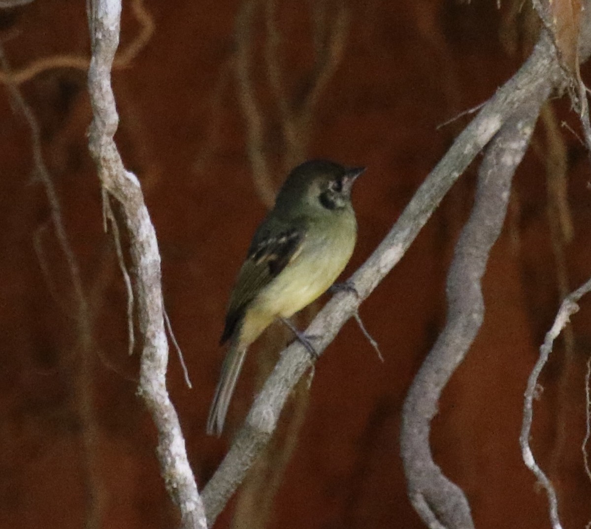 Sepia-capped Flycatcher - ML637795362