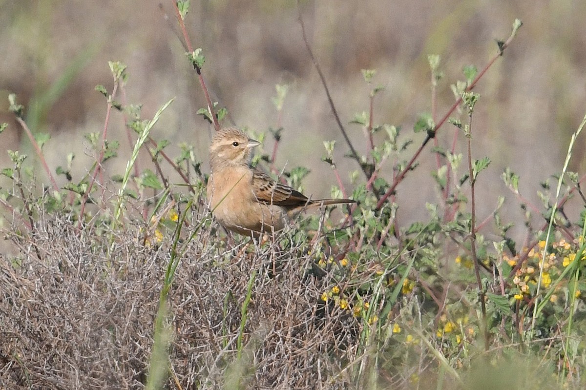 Lark-like Bunting - ML637795370
