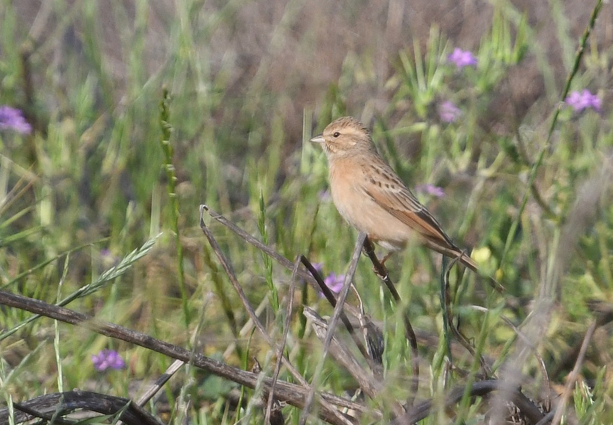 Lark-like Bunting - ML637795380