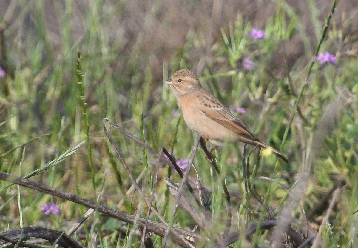 Lark-like Bunting - ML637795381