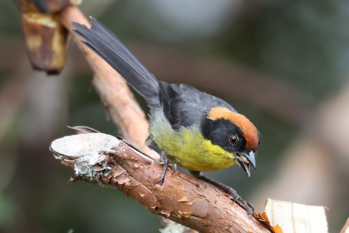 Yellow-breasted Brushfinch - ML637795400