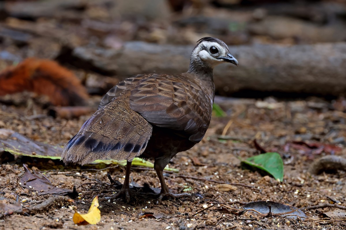 Palawan Peacock-Pheasant - ML637795406