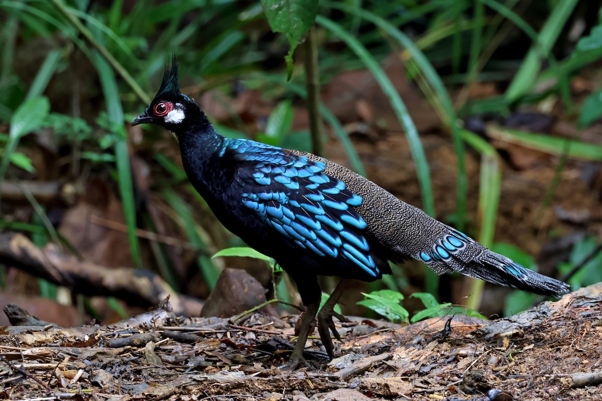 Palawan Peacock-Pheasant - ML637795407