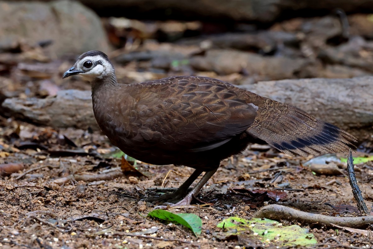 Palawan Peacock-Pheasant - ML637795409