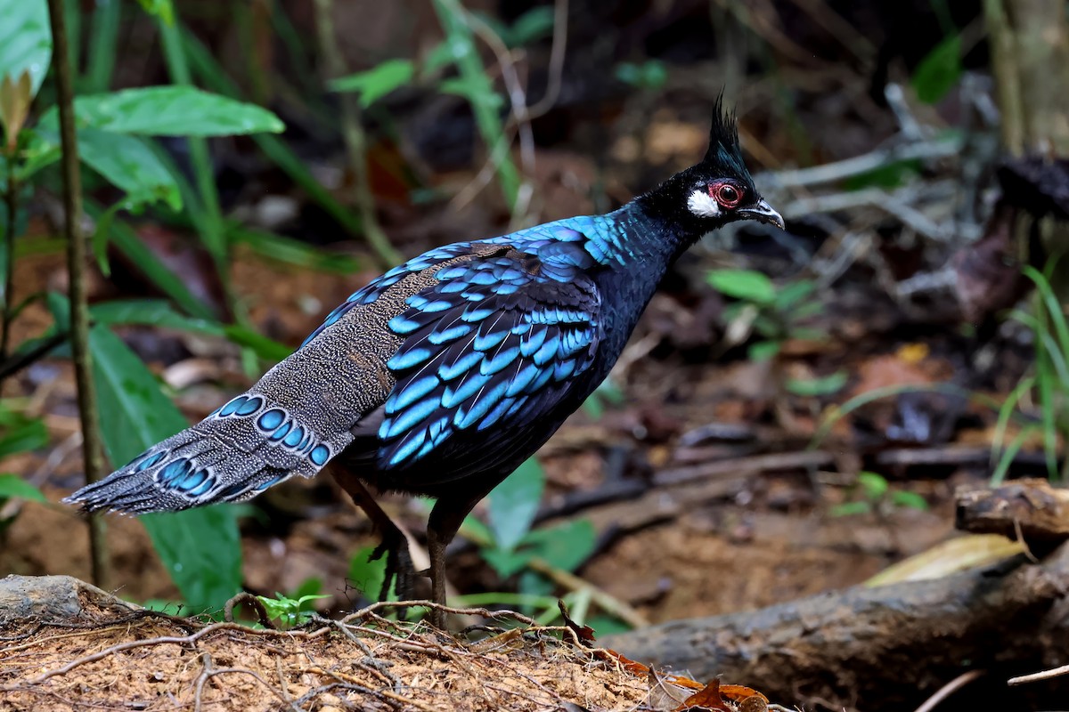 Palawan Peacock-Pheasant - ML637795411