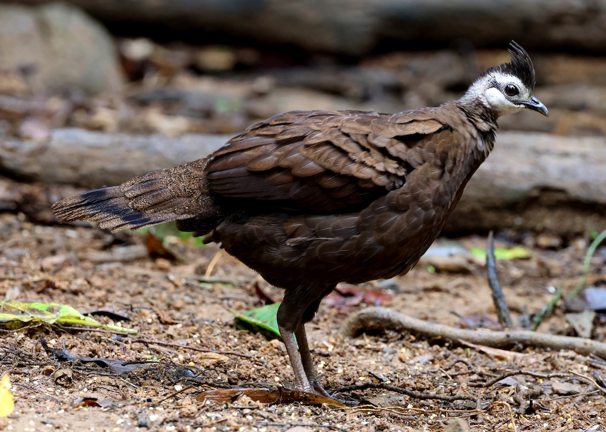 Palawan Peacock-Pheasant - ML637795412