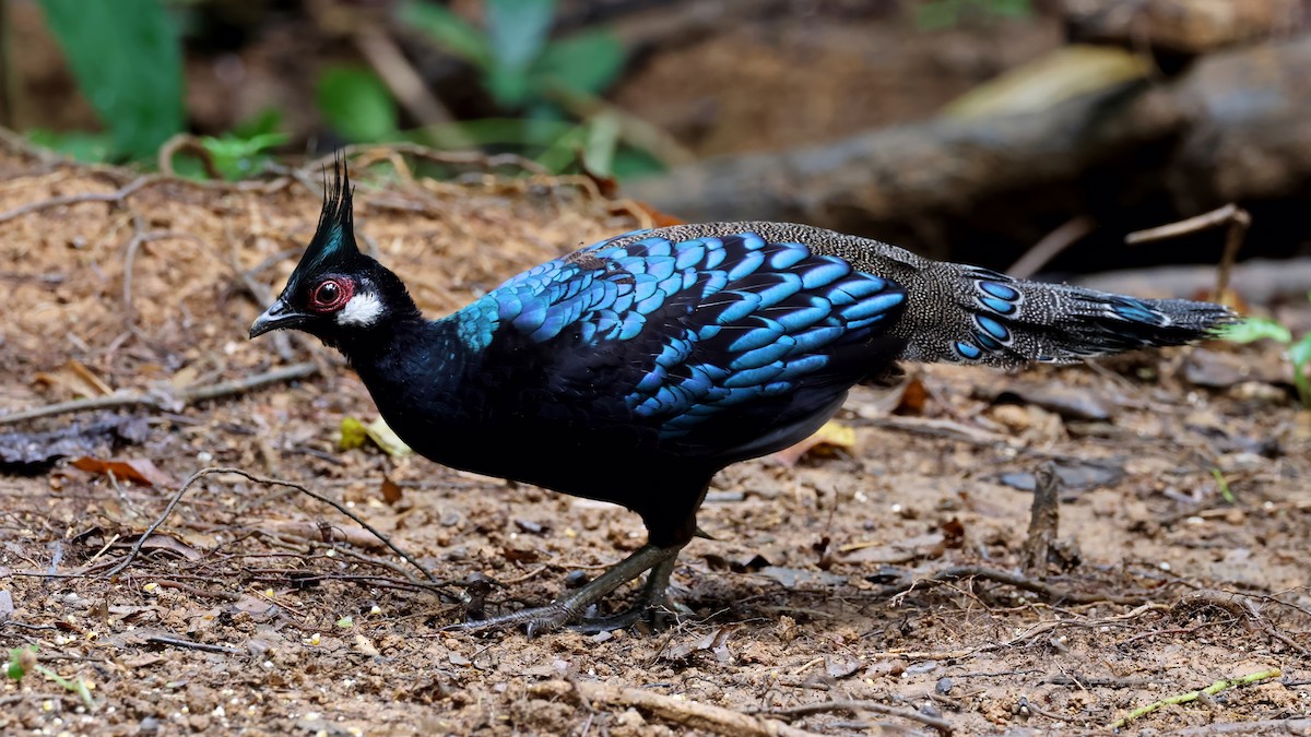 Palawan Peacock-Pheasant - ML637795413