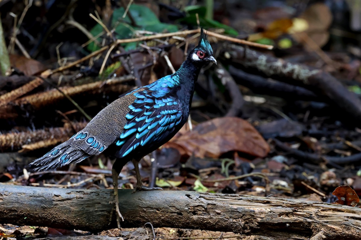 Palawan Peacock-Pheasant - ML637795415
