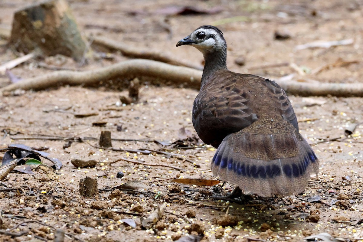 Palawan Peacock-Pheasant - ML637795418