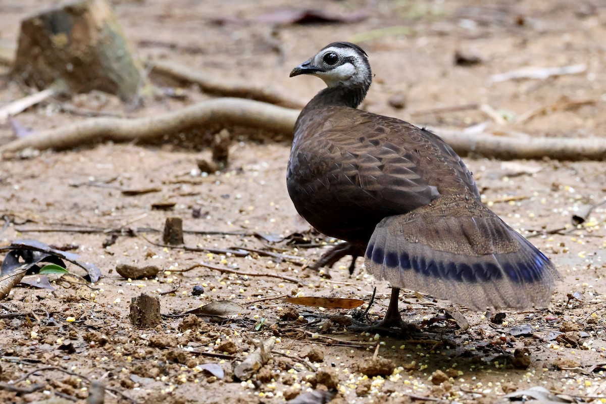 Palawan Peacock-Pheasant - ML637795420
