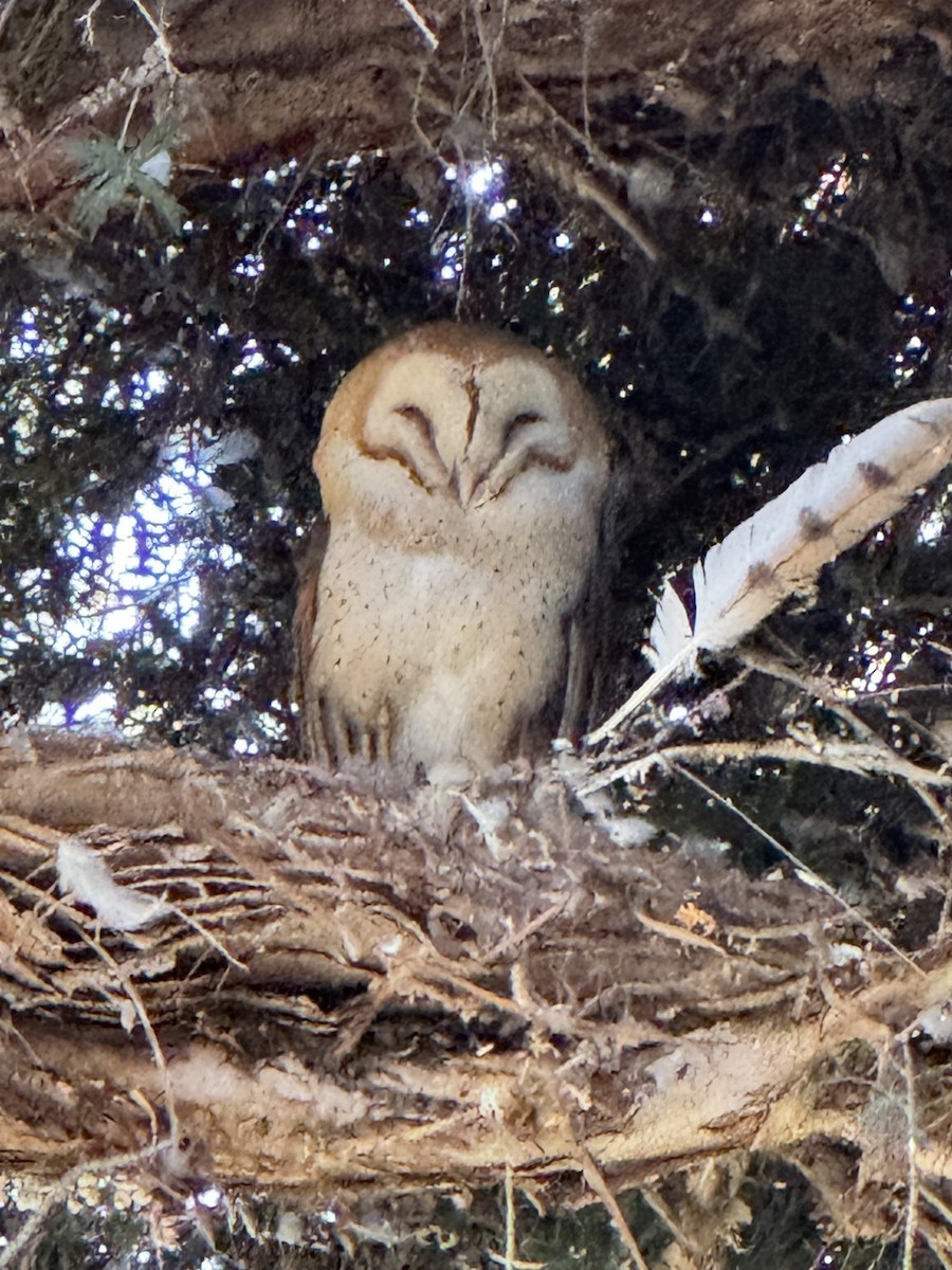 American Barn Owl - ML637795465