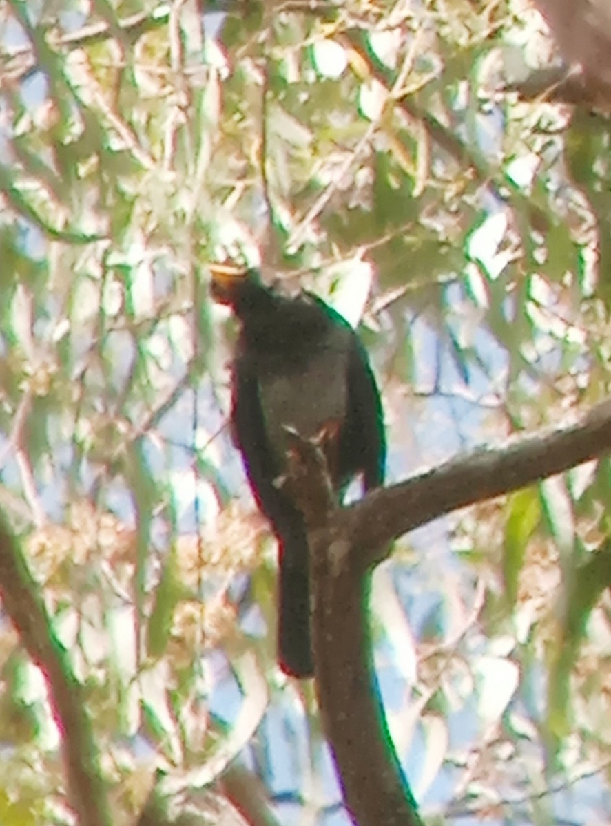 Yellow-legged Thrush - ML637795472