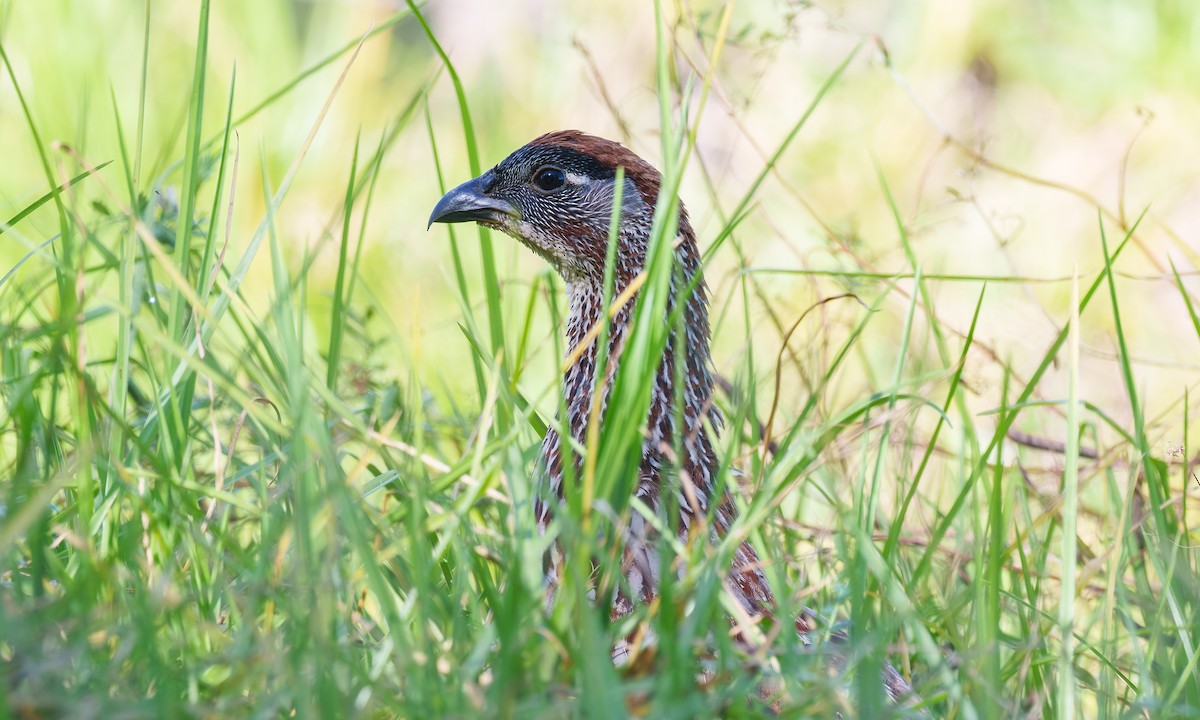 Erckel's Spurfowl - ML637795473