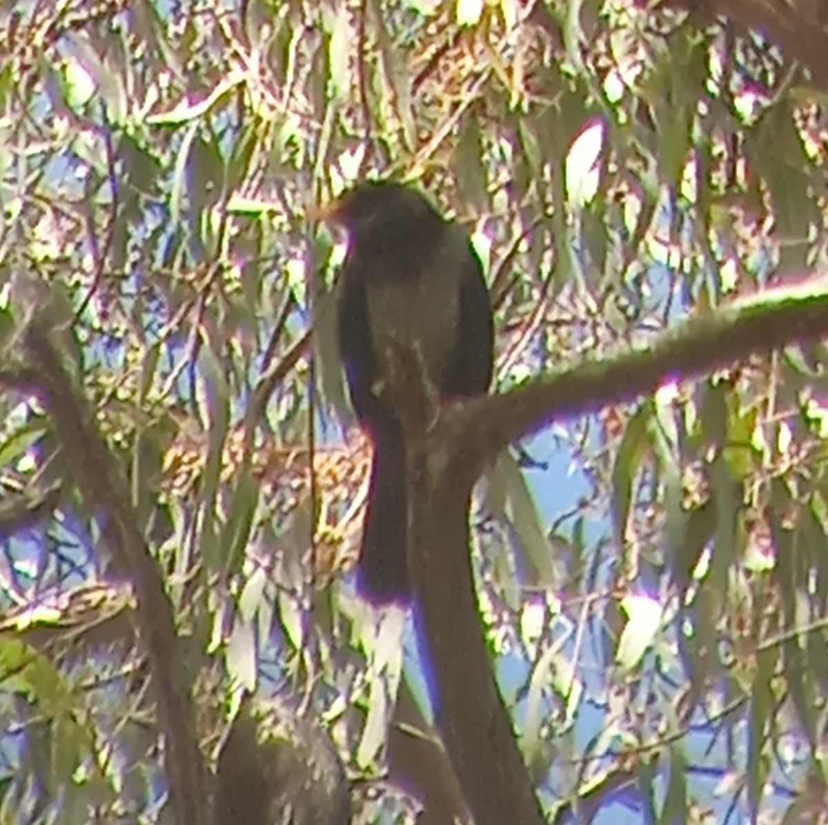 Yellow-legged Thrush - ML637795474