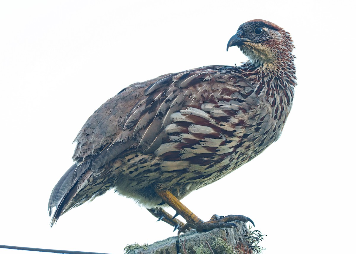 Erckel's Spurfowl - ML637795475