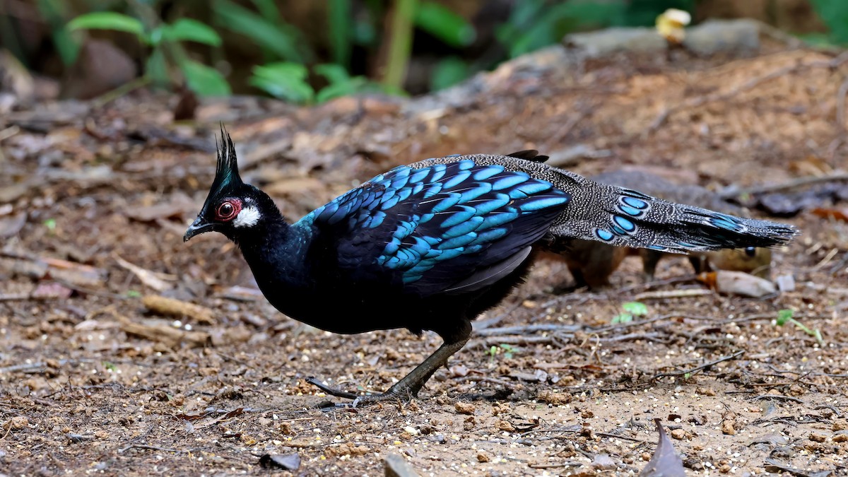 Palawan Peacock-Pheasant - ML637795501