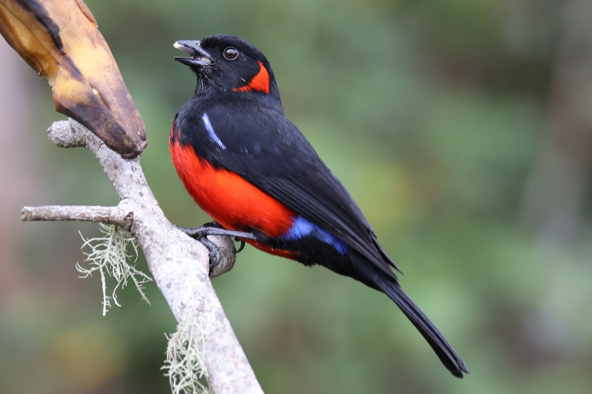 Scarlet-bellied Mountain Tanager - ML637795513
