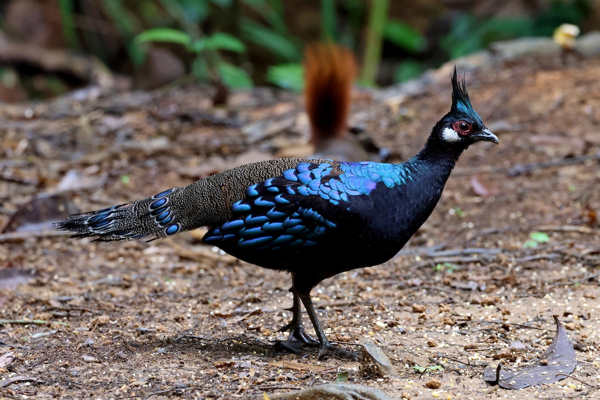Palawan Peacock-Pheasant - ML637795514
