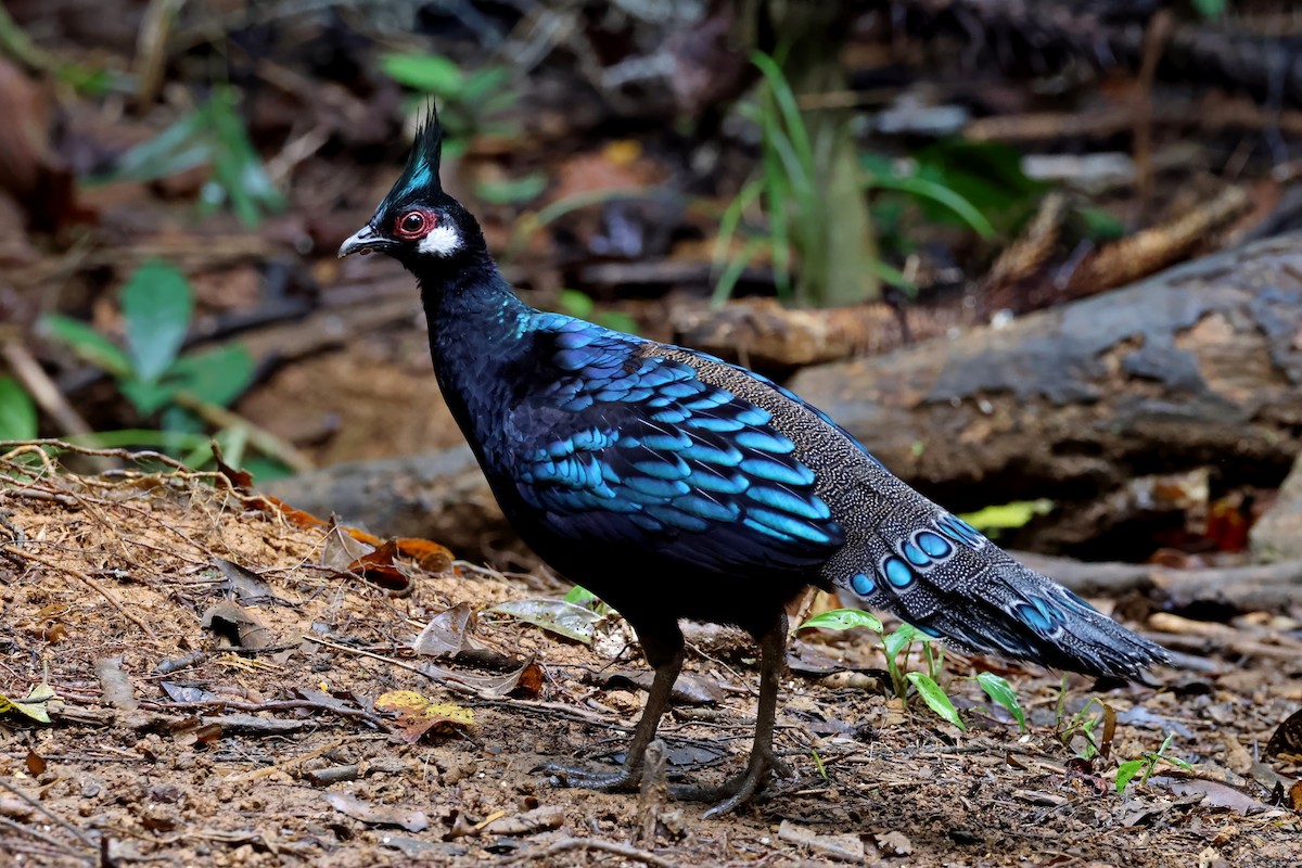 Palawan Peacock-Pheasant - ML637795534