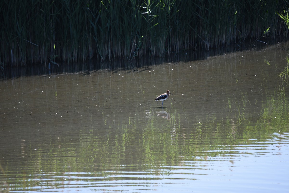 American Avocet - ML637795565