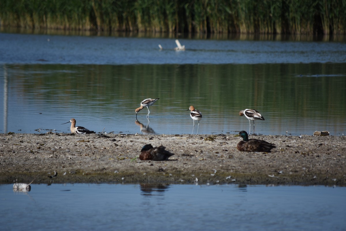 American Avocet - ML637795566